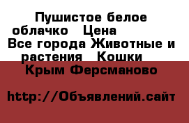 Пушистое белое облачко › Цена ­ 25 000 - Все города Животные и растения » Кошки   . Крым,Ферсманово